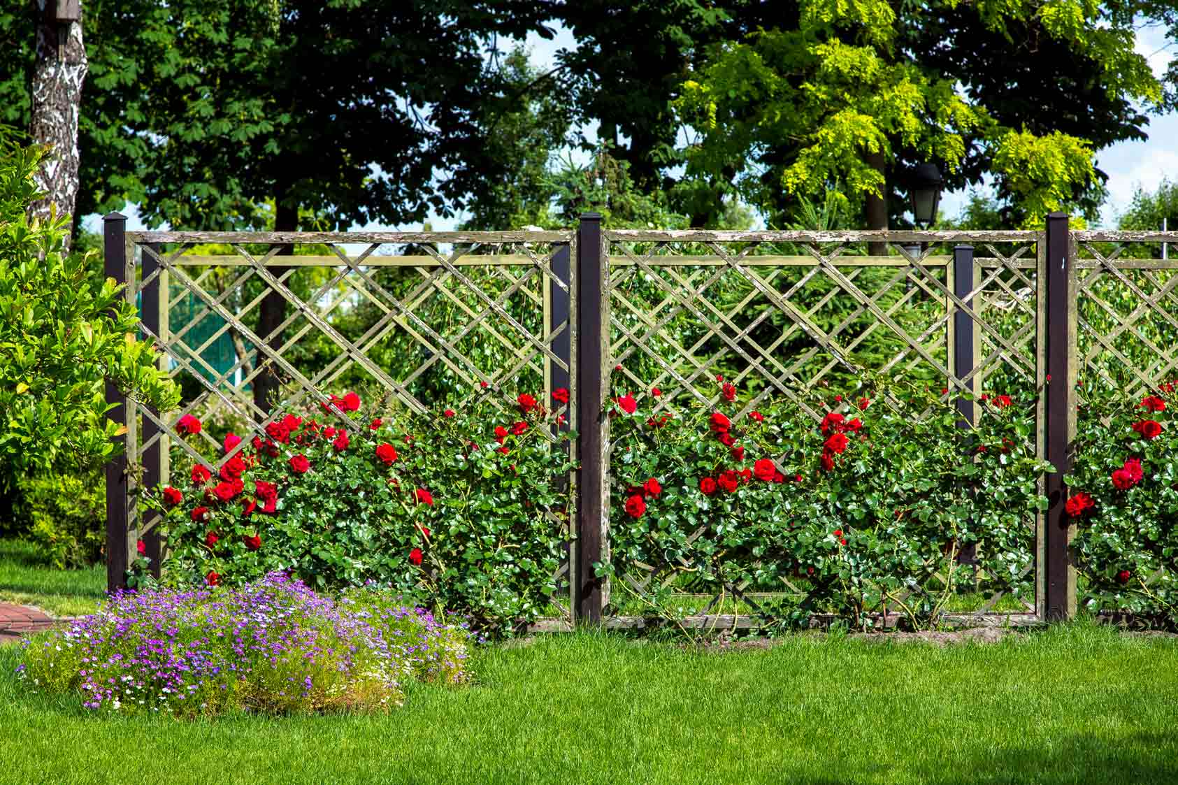 Rosen / Rosenbeet mit Rankzaun